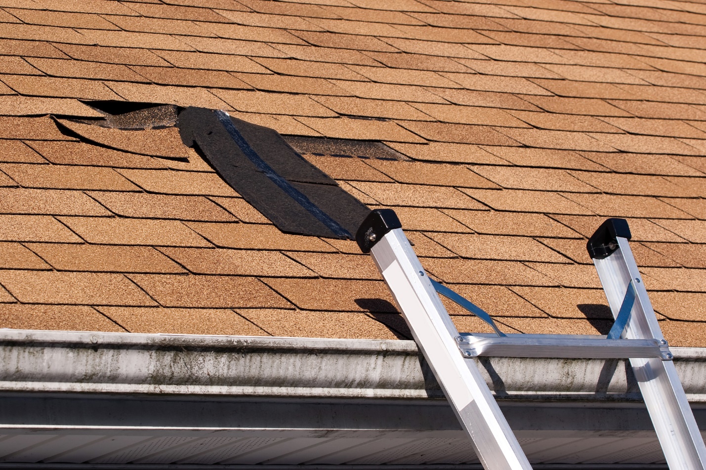 5 Roofing Pests that Can Damage Your Roof
